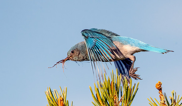 DSC_9489 050225 Mountain Bluebird Morning Nest Building
