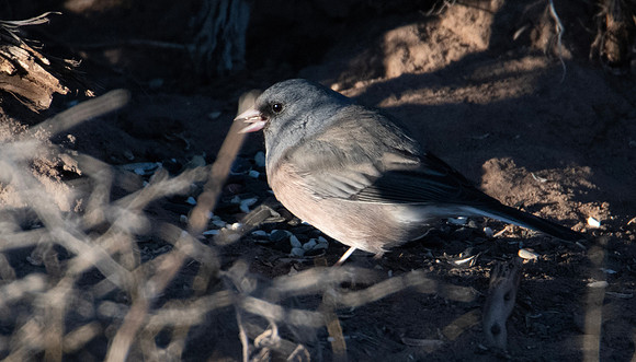 DSC_5316 Dark-eyed Junco WHM 031924 edit-full