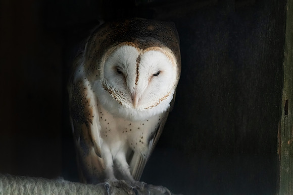 Edgewood NM 021923 Barn Owl edit-4800