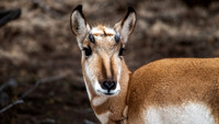 Edgewood NM 021923 Pronghorn edit-4800