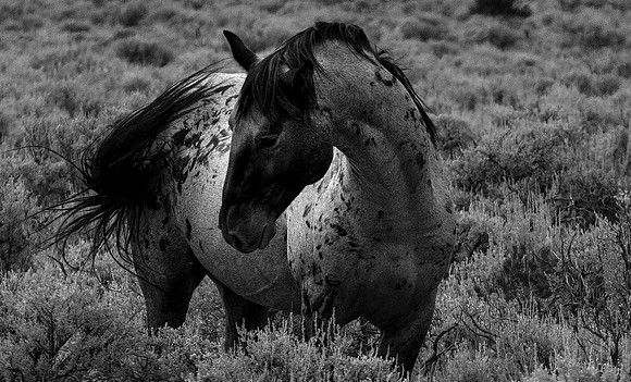 Jack Black 081021-5438 Wild Horse Mesa CO
