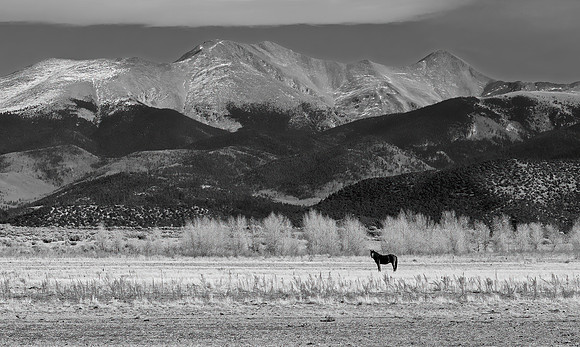 Wild Stallion, Culebra Peak San Pablo CO