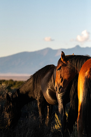 Bay Horse Sunset 091623 Wild Horse Mesa CO
