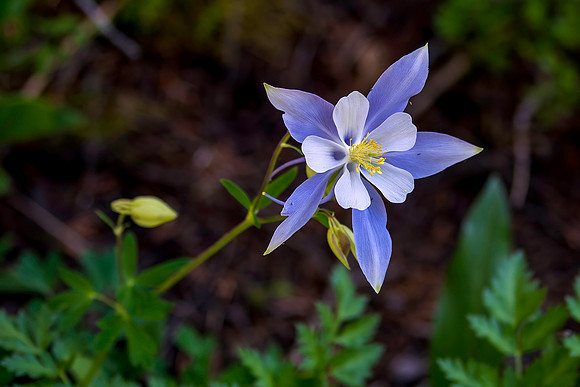 columbine_070420_2000