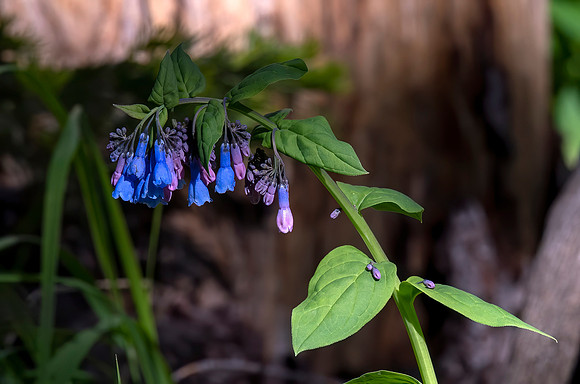 mertensia-lanceolata_070420_1800