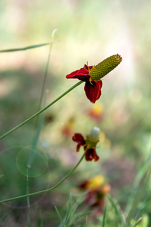 prairie coneflower 071920 01-2000