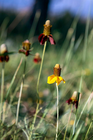 prairie coneflower 071920 02-2000