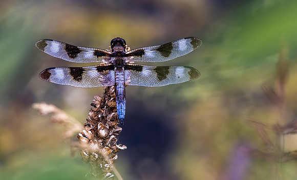 Blue Damselfly, Larimer County CO